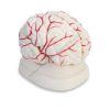 Človeški možgani z arterijami. Anatomski model